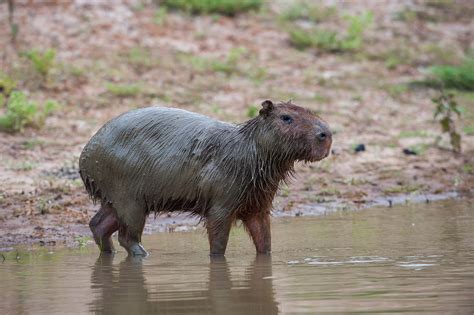 Muddy Capybara Sean Crane Photography