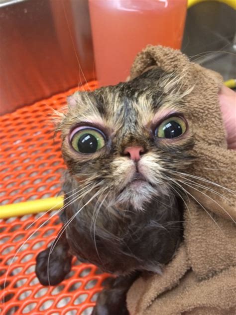 There are many kinds of beautiful animals but the importance of cats in our daily life is too much. The 26 funniest wet cats pictures of all time