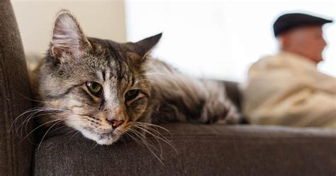 3 Tips To Make Life Easier For Your Senior Cat Alpha Paw
