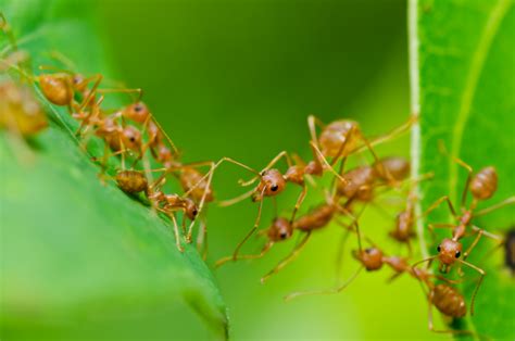 Mit der umsiedelung verlegen sie sozusagen das nest aus ihrem garten, ohne das volk zu zerstören. Cooperação entre formigas está mais ligada à web do que ...
