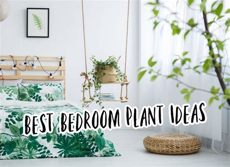 Best Bedroom Plant Ideas 10 Types Of Indoor Plants For Bedroom