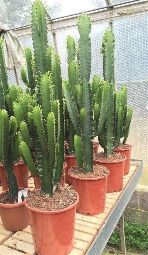 Types Of Tall Succulents With Pictures Types Of Succulent Plant