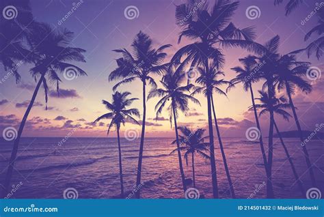 Coconut Palm Trees Silhouettes On A Tropical Beach At Sunset Color