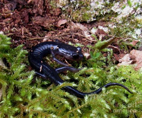 Black Salamander Photograph By Joshua Bales Pixels