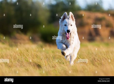 White German Shepherd Dog Is Running On The Meadow Stock Photo Alamy