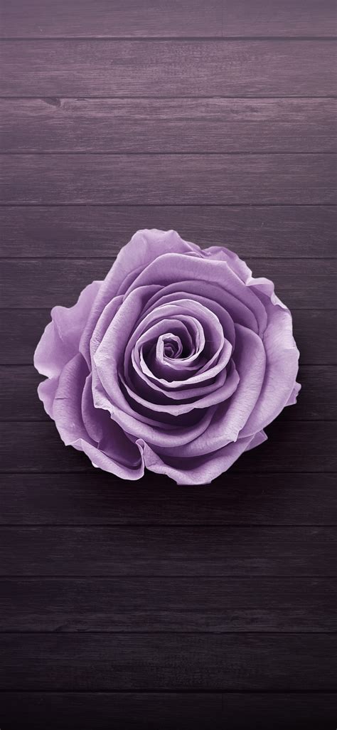1125x2436 Purple Rose Iphone Xsiphone 10iphone X Hd 4k Wallpapers Images Backgrounds Photos