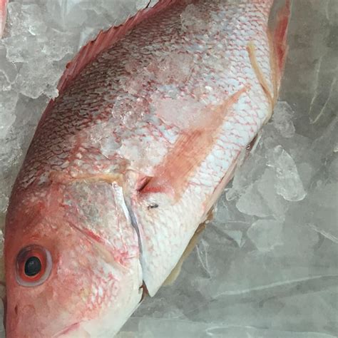 Fresh Red Snapper Whole Fish 2 Pk Cleaned And Descaled The Shrimp