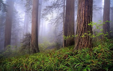 Misty Redwood Forest Nature Forests Trees Mists Fog Redwoods Hd