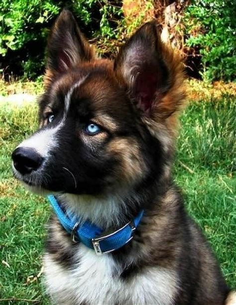 We did not find results for: 21 Cute & Unique Dog Cross Breeds You Need to Know About ...