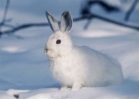 Keeping Your Rabbits Warm In The Winter Arctic Animals Animals