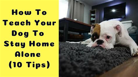 53 Cute How To Leave Your Puppy Home Alone Photo Hd Uk