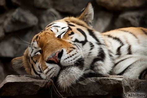 Sleeping Tiger Sleeping Tiger Sumatran Tiger Save The Tiger