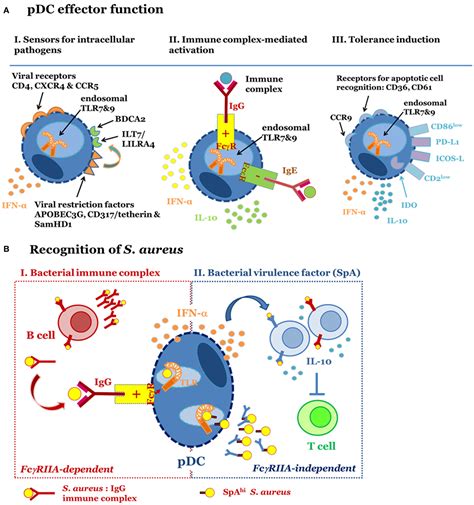 Frontiers Plasmacytoid Dendritic Cells Neglected Regulators Of The Immune Response To