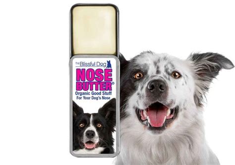 Border Collie Nose Butter Organic Treatment For By Theblissfuldog