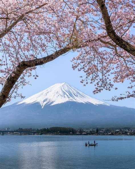 Mount Fuji With Cherry Blossoms And Fisherman Kawaguchiko Japan