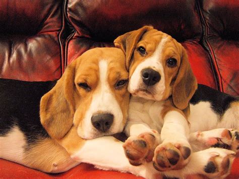 Beagles Are Soooo Cuddly Beagle Dog Cute Beagles Beagle Puppy
