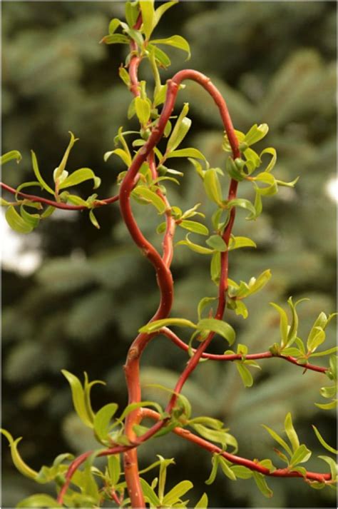 Salix X Erythroflexuosa Scarlet Curly Willow Willow Garden Curly