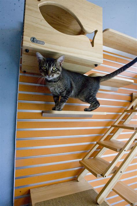 Animal Shelter Cat Room Springs To Life Local Herald