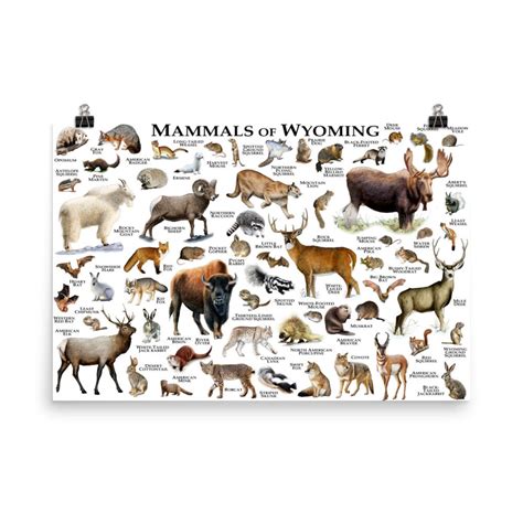 Mammals Of Wyoming Poster Print Wyoming Mammals Field Guide Etsy