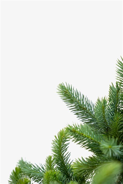 Fat Albert Colorado Blue Spruce For Sale Online The Tree Center