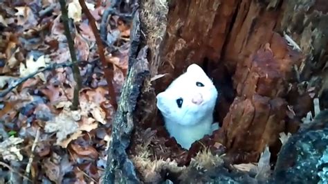 Too Cute White Ermine Sticks Its Head Out Of A Tree 6abc Philadelphia