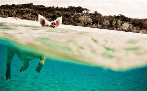 1920x1080 Resolution Pig Swimming On Sea At Daytime Hd Wallpaper