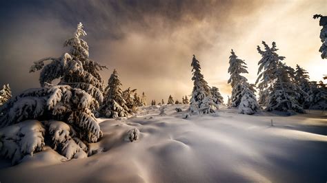 Landscape Nature Snow Covered Trees With Snow Field Hd Winter