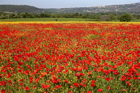 Poppy Fields Wallpapers High Quality Download Free
