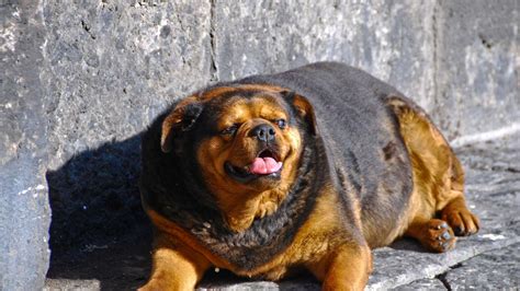 Fat Dog Chonky Dogs Diet Best Food For Overweight Dogs