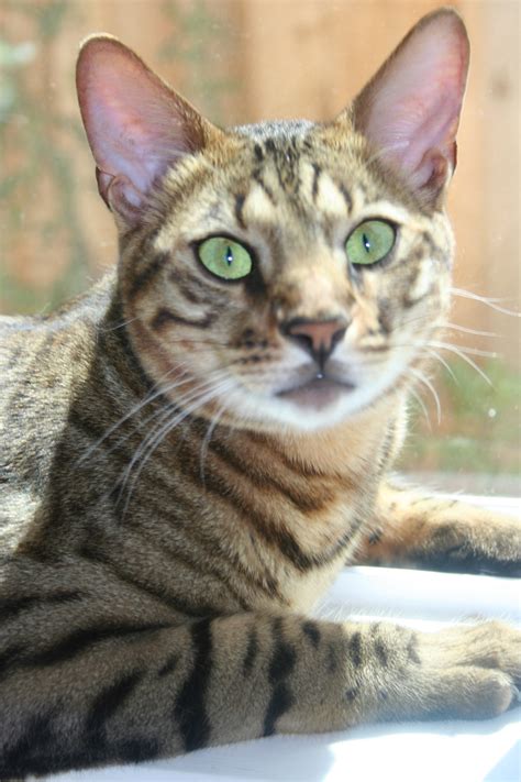 Save a purrfect cat rescue. Savannah Cat Rescue — Caring for the Savannah Cat Breed
