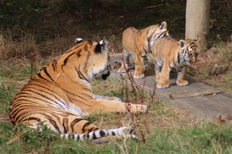 Tiger Cub Hunting At Zsl Whipsnade Zoo Over 40 And A Mum To One