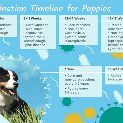 Puppy Vaccination Schedule Chart Best Picture Of Chart Anyimageorg