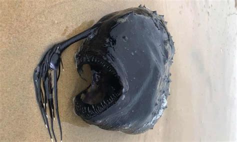 Fangs And Tentacles Rarely Seen Deep Sea Fish Washes Up On California