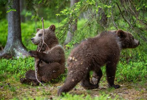 Bear Cub Play With Branch Bear Cubs In The Summer Forest Stock Image
