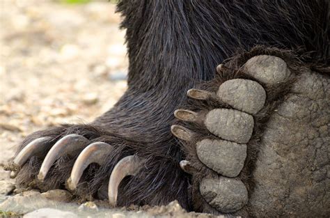 Grizzly Bear Paws Back And Front Paws Wendy Chambers Flickr