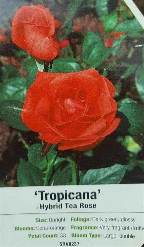 Tropicana Hybrid Tea Rose 3 Gal Orange Bush Plants Shrub Plant Fine