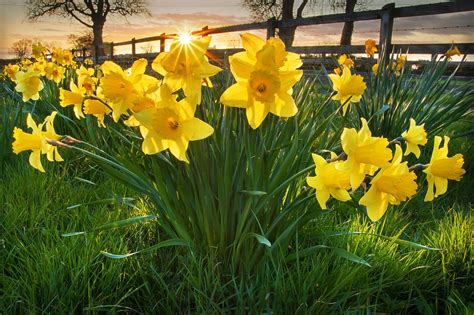 The Curious Reason Why We Just Dont Give Daffodils Enough Credit For
