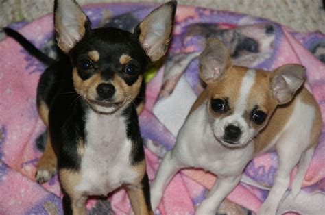 Cutest Chihuahuas Ever Cute Chihuahua Chihuahua Doggy