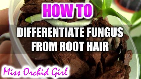 Very dark hair usually only gets to red orange/orange before the bleach needs to be rinsed out. How to differentiate white fungus or mold from root hair ...