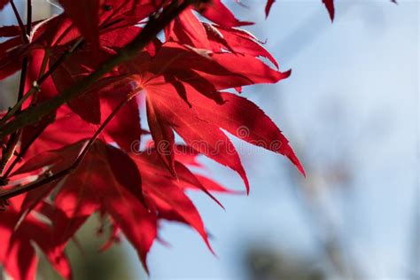 Japanese Red Maple Leaves On A Tree Stock Photo Image Of Outdoors