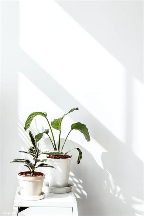 Tropical Plants By A White Wall With Window Shadow Premium Image By