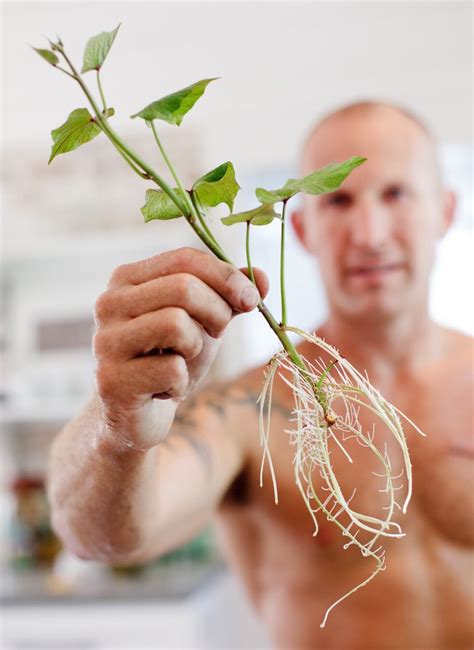 How To Grow Sweet Potatoes Growing Sweet Potatoes Sweet Potato Slips Container Gardening