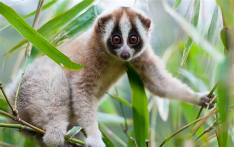 Slow Loris By Little Fireface Project Peoples Trust For