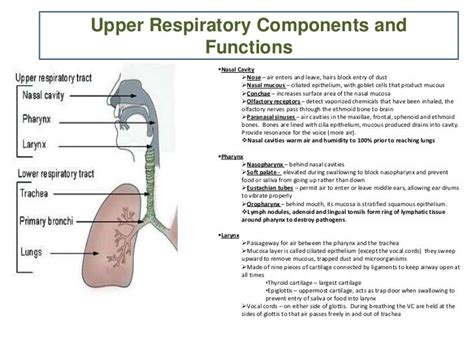 Upper Respiratory Functions