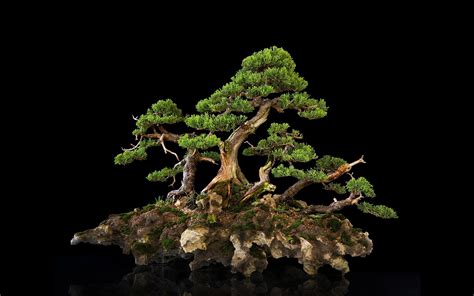 Bonsai Tree Wallpaper For Desktop Pixelstalknet