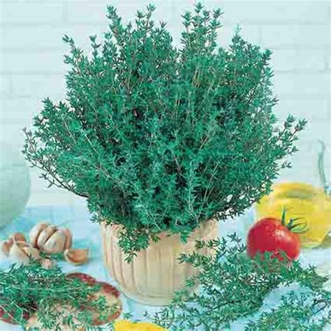 Common Thyme Perennial Herb Seeds Rh Shumways Company
