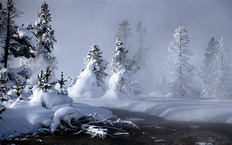 Trees Covered By Snow Hd Wallpaper Wallpaper Flare