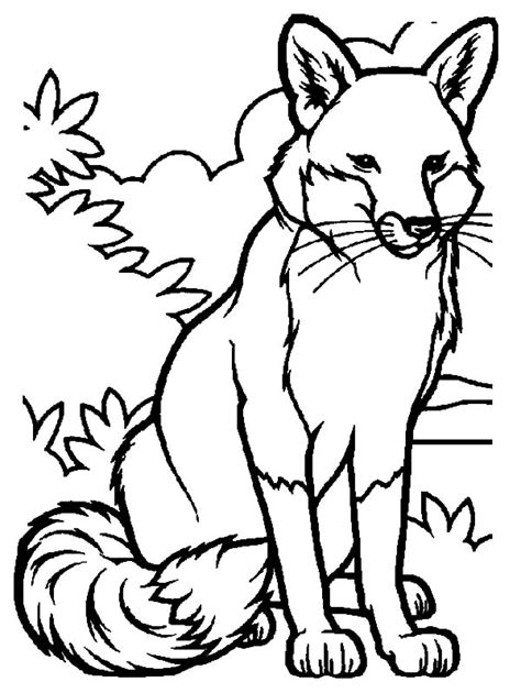 A variety of styles from simpler to complex allows colorists of all levels to enjoy and create. Alpha Male Artic Fox Coloring Pages : Best Place to Color
