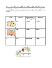 Some of the worksheets displayed are work monohybrid crosses, practice with monohybrid punnett squares, punnett squares dihybrid crosses, punnett squares answer key, genetics work, amoeba sisters. Amoeba Sisters Video Recap Answers Key Photosynthesis And ...