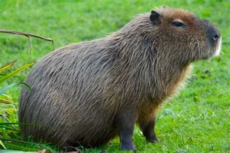 Capybara Curry Guyana Taste Of The Caribbean Capybara Animals